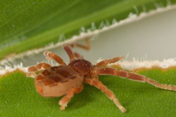 Media type: image;   Invertebrate Zoology 30915
